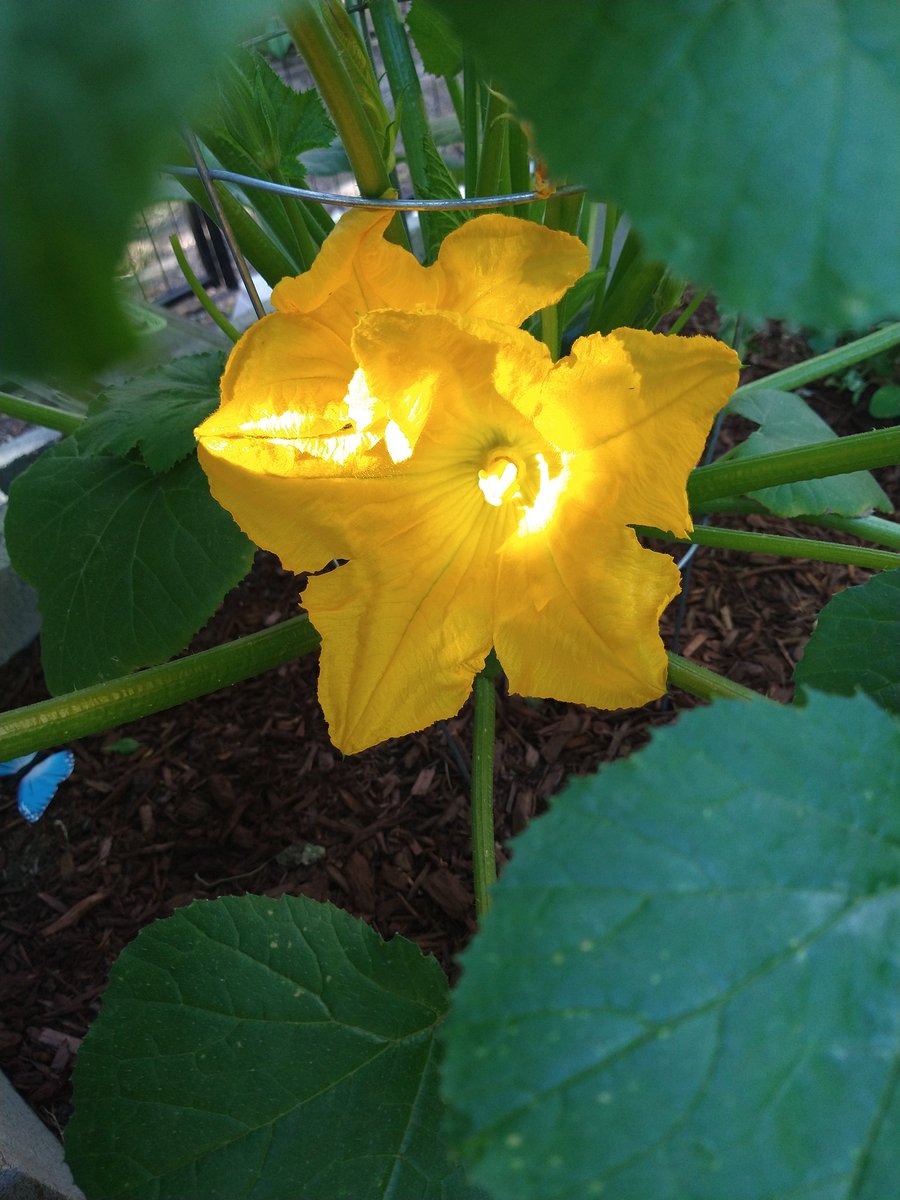 MazyBean's tweet photo. Zucchini flowers are so pretty. https://t.co/qwsYKXKVrC