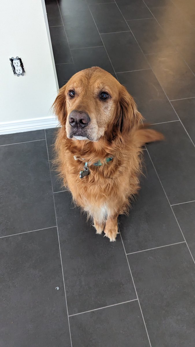 mikroseb's tweet photo. @CaraLisette This is Sam. Samuel when he's in trouble. https://t.co/qrhZQTuAXv