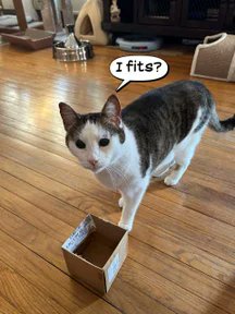 LOLCATS tweet media