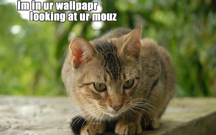 LOLCATS tweet media