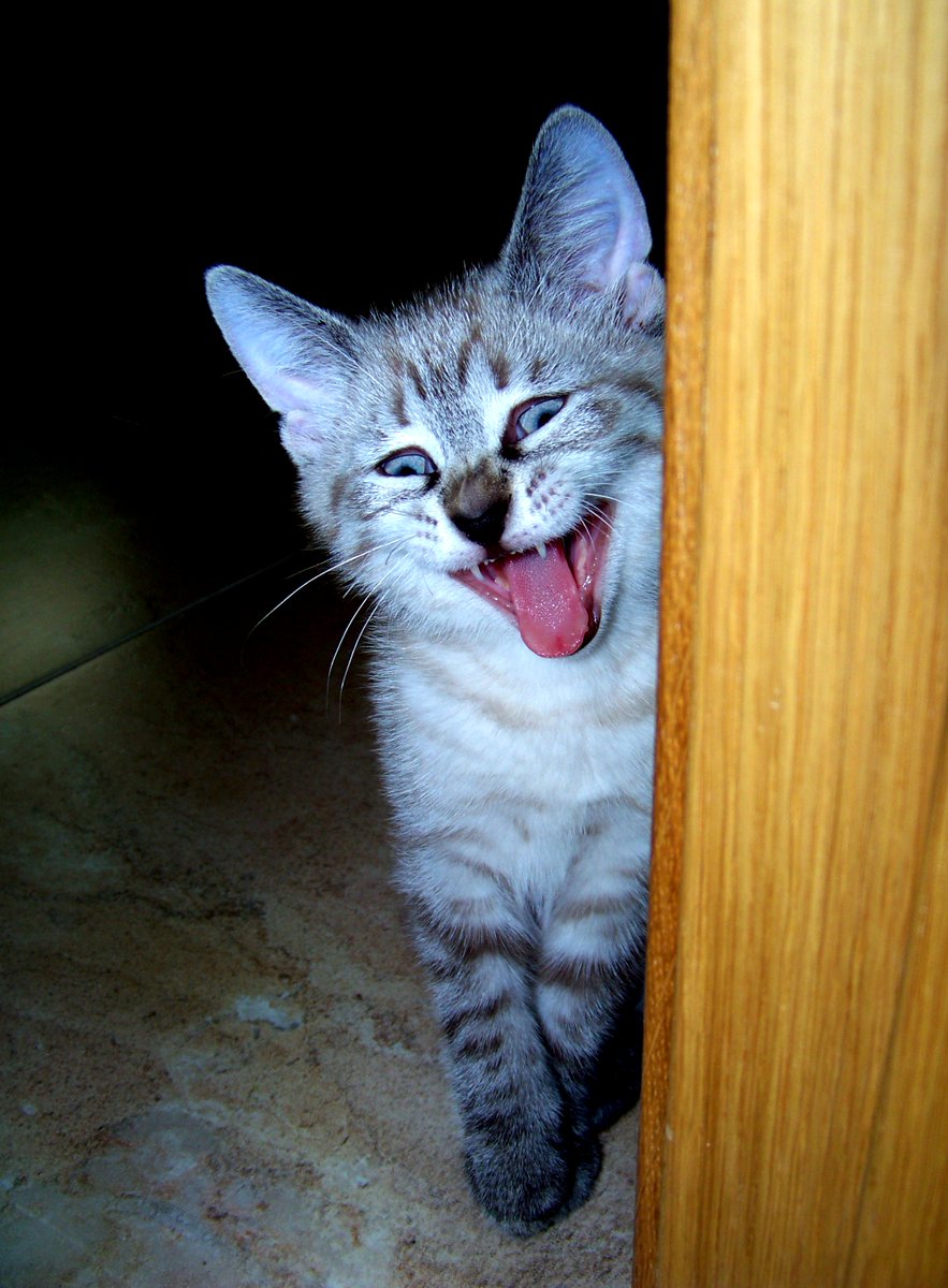 LOLCATS tweet media