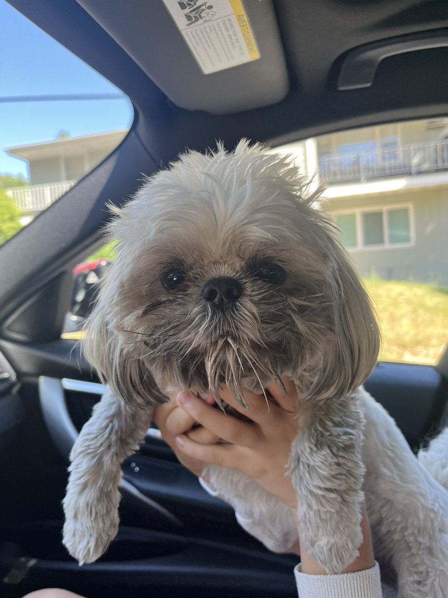 <a href="/Starbucks/">Starbucks</a>…walk+dirt+pup cup = filthy puppy #ShihTzu #pupcup
