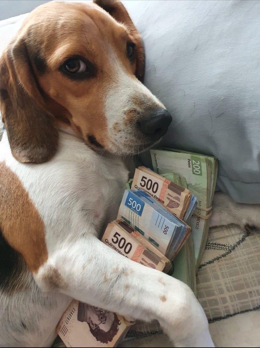 lomitosyamigos's tweet photo. encontraste al perrito millonario 🐾✨ comparte y lo que resta del año va a estar lleno de pura cosa bonita en tu vida https://t.co/OhmDu4rmED