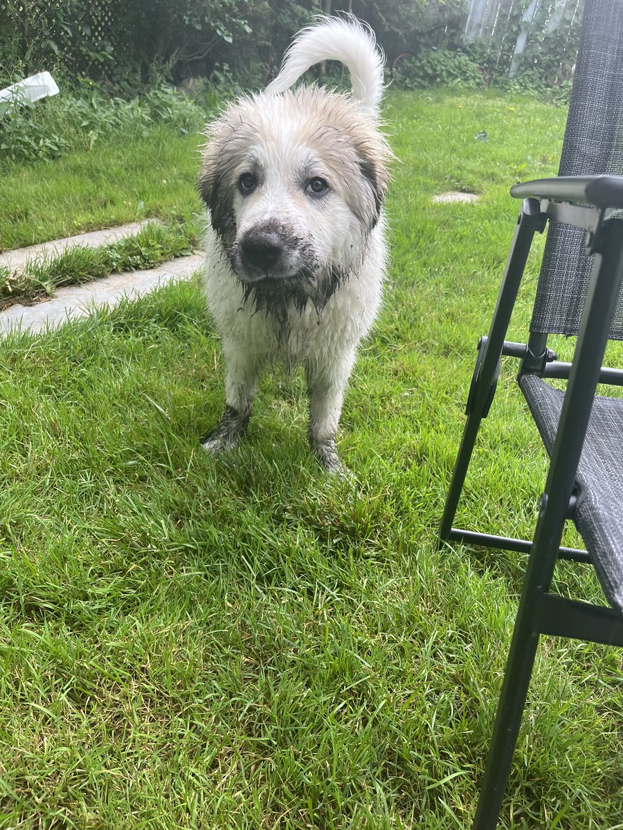 TammyBu65502331's tweet photo. #whitedogproblems #HappySundayAll https://t.co/QNifGgFeCm