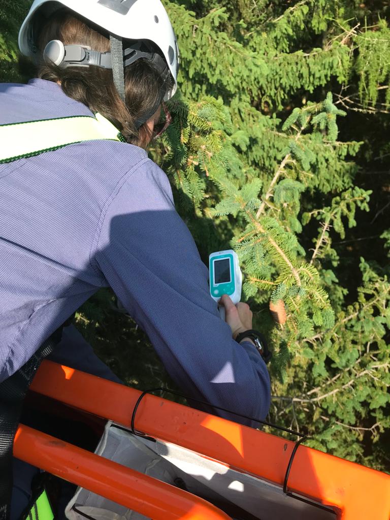 fmfoerster's tweet photo. Second measurement cycle of #FeMoPhys completed. We're getting better:
Leaf Clip + Nadir fieldspec ✅
LI-COR 6800 and 600 ✅ - thanks to @idiv and Ronny Richter
UAV images from HAIP ✅
TLS measurements ✅- thanks to @benjamin_brede and @_LindaLuck
Next time: early August! https://t.co/krmoLzmhrW