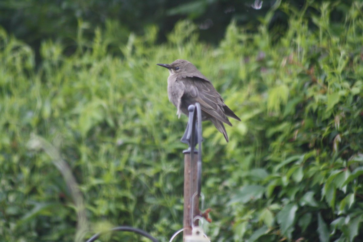 New visitor to our garden this evening. Is this a dunnock? If so, sadly no food for a ground feeder as we rarely put anything on the ground as the pigeons scoff the lot🙄