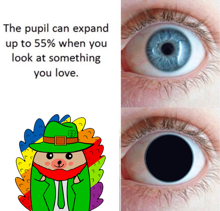 Fluffy Hedgehogs 🦔 tweet media