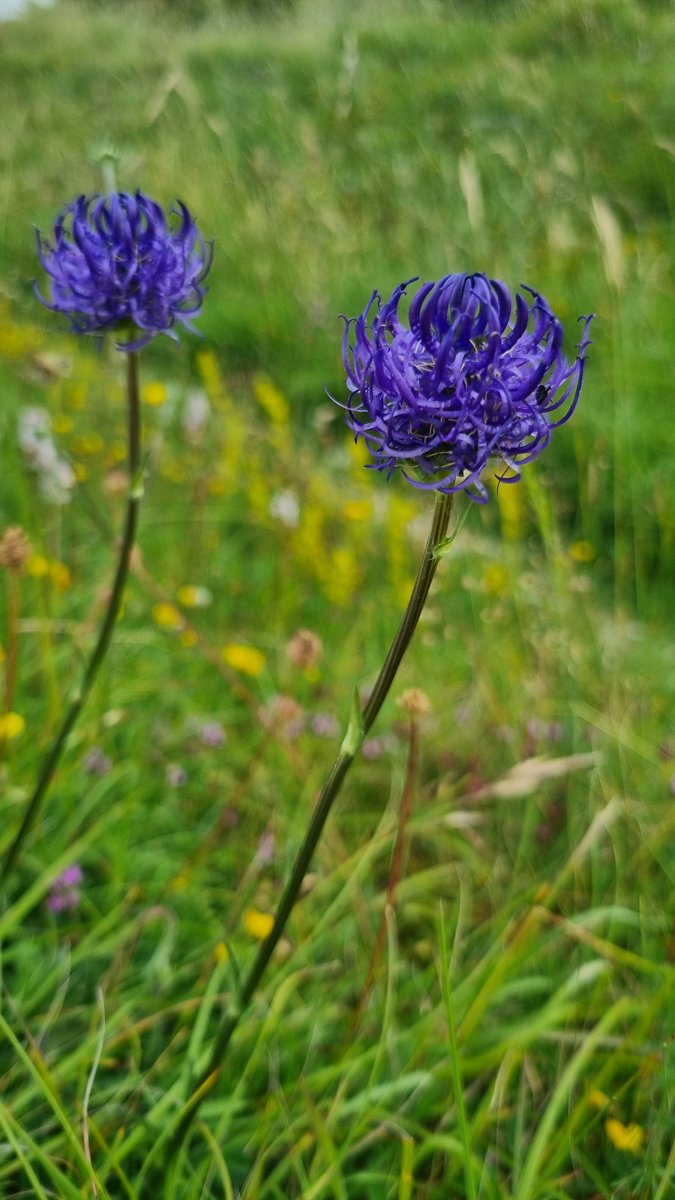 _lucycarden's tweet photo. Finally got to see Round-headed Rampion (Phyteuma orbiculare) this week. What a beauty! 

#wildflowerhour https://t.co/4sHWC5sqjR