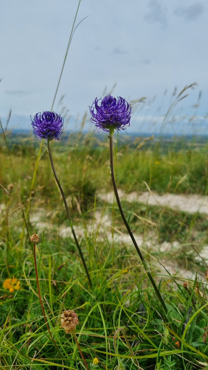 _lucycarden's tweet photo. Finally got to see Round-headed Rampion (Phyteuma orbiculare) this week. What a beauty! 

#wildflowerhour https://t.co/4sHWC5sqjR