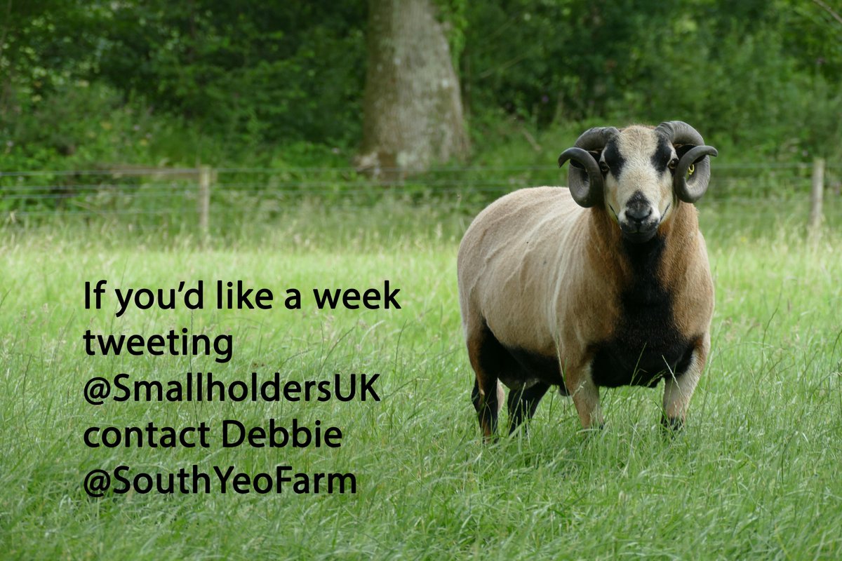 Many thanks to <a href="/dodgsonwood/">Dodgson Wood</a> for this past week here <a href="/SmallholdersUK/">SmallholdersUK (find us on BlueSky)</a> - always good to have you sharing  what's happening John.  
We now have something of a gap, so if anyone would like a week tweeting <a href="/smallholdersuk/">SmallholdersUK (find us on BlueSky)</a>, please let me, Debbie <a href="/SouthYeoFarm/">Debbie Kingsley</a> know.