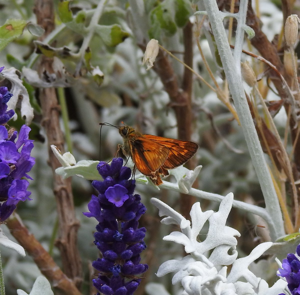 fotc2017's tweet photo. Visitors to lavender and scabiosa at the Old Cemetery yesterday - July 2nd #Teignmouth #cemetery #wildlifephotography #summer https://t.co/VMbESpNrfV