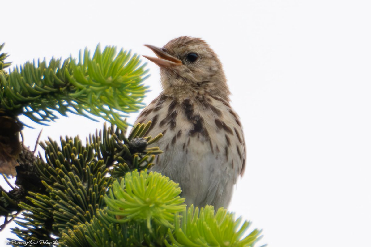Meadow Pipit (Anthus pratensis) I met this little guy today while walking in the mountains in a beautiful clearing at an altitude of 1,350 meters above sea level 😊

#birds #BirdsSeenIn2023 #birdphotography #TwitterNatureCommunity #birdwatching #ptaki #Springwatch #BirdsOfTwitter
