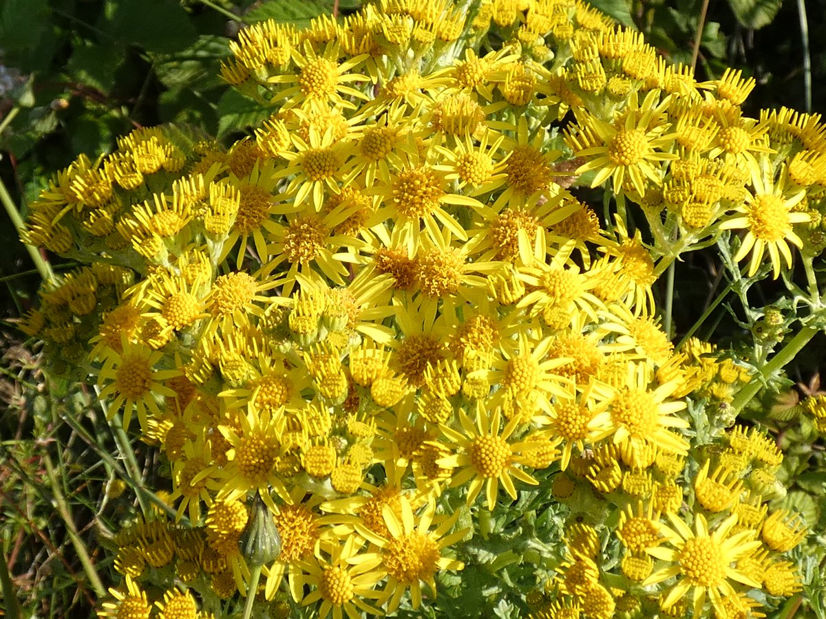 Ragwort glowing in the sun #WildflowerHour