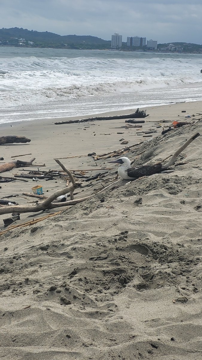 Noryvian's tweet photo. Por favor alguien que pueda ayudar a un piquerito en la playa de Vía a Data bajada 15. Esta herido entre palos y troncos que la marea arrastró a la orilla. No se puede mover 😞 @PAEecuador https://t.co/hJyLY2GWIg