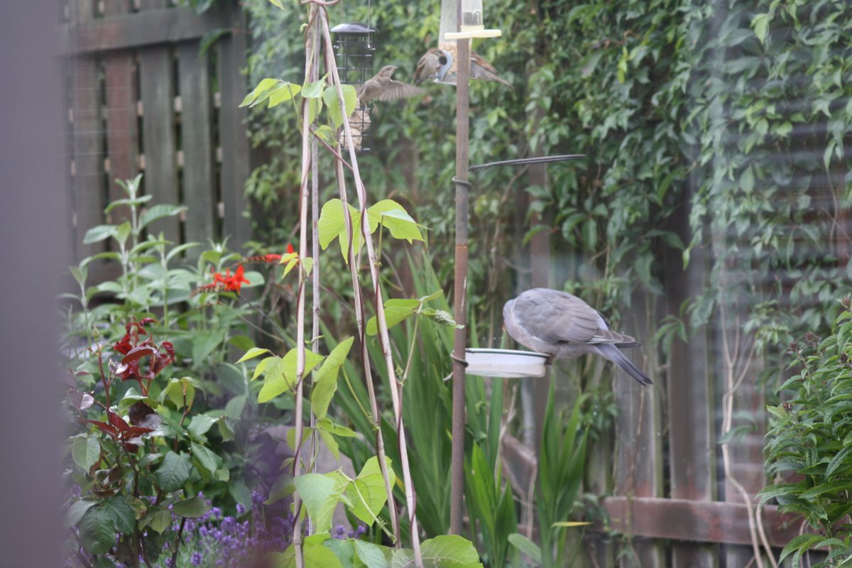 A bit like the Guinness advert...'he waits and he watches'. Pigeon has sorted how to get food here. He waits for the sparrows to come to feed, watches when they drop seeds in the water dish, and he's in there in a flash once they leave👍