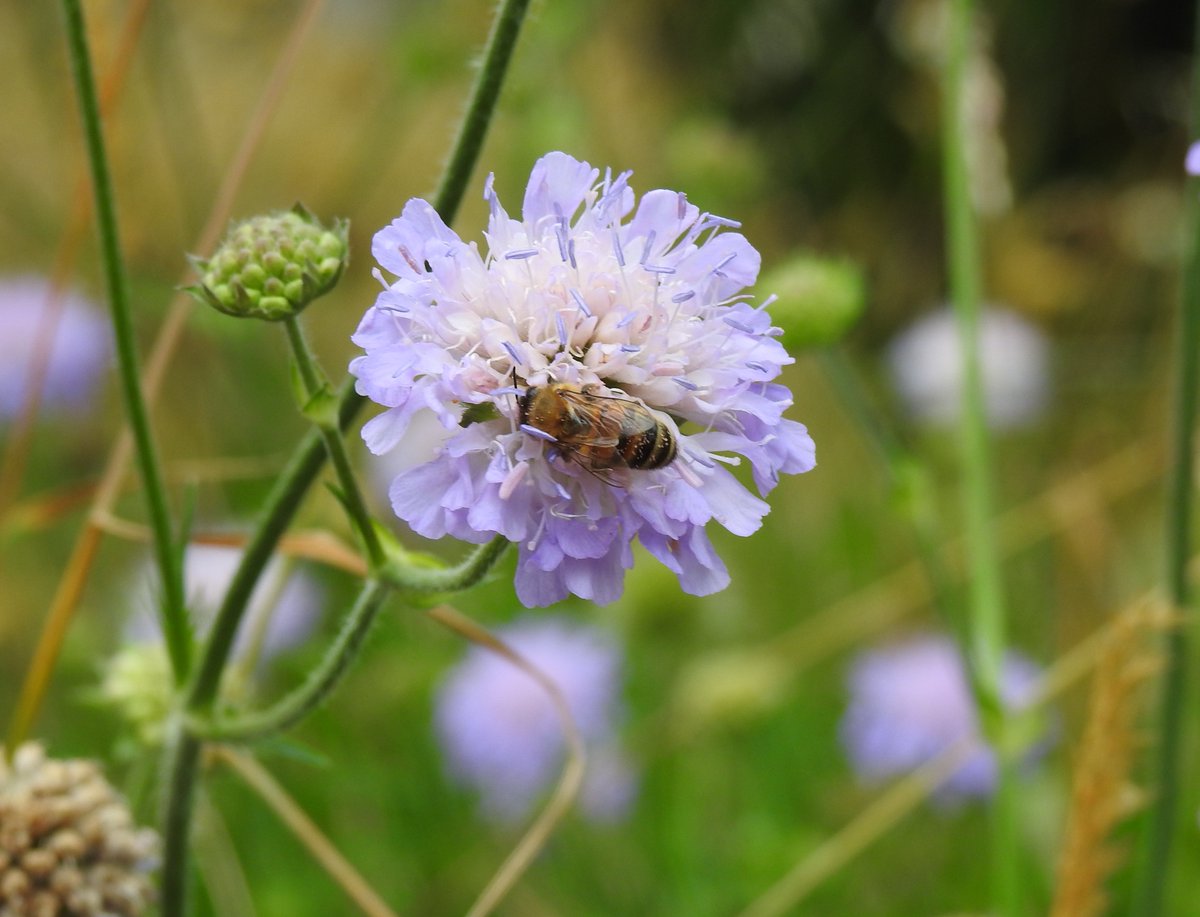fotc2017's tweet photo. Visitors to lavender and scabiosa at the Old Cemetery yesterday - July 2nd #Teignmouth #cemetery #wildlifephotography #summer https://t.co/VMbESpNrfV