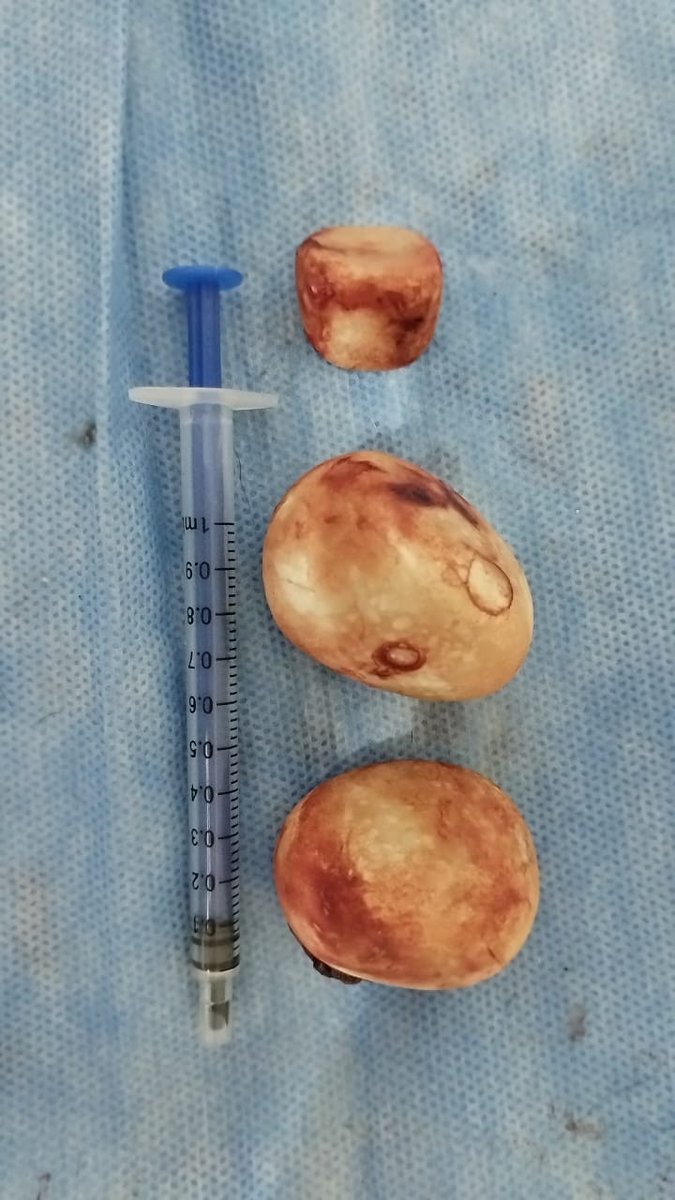 refugioenalerta tweet media