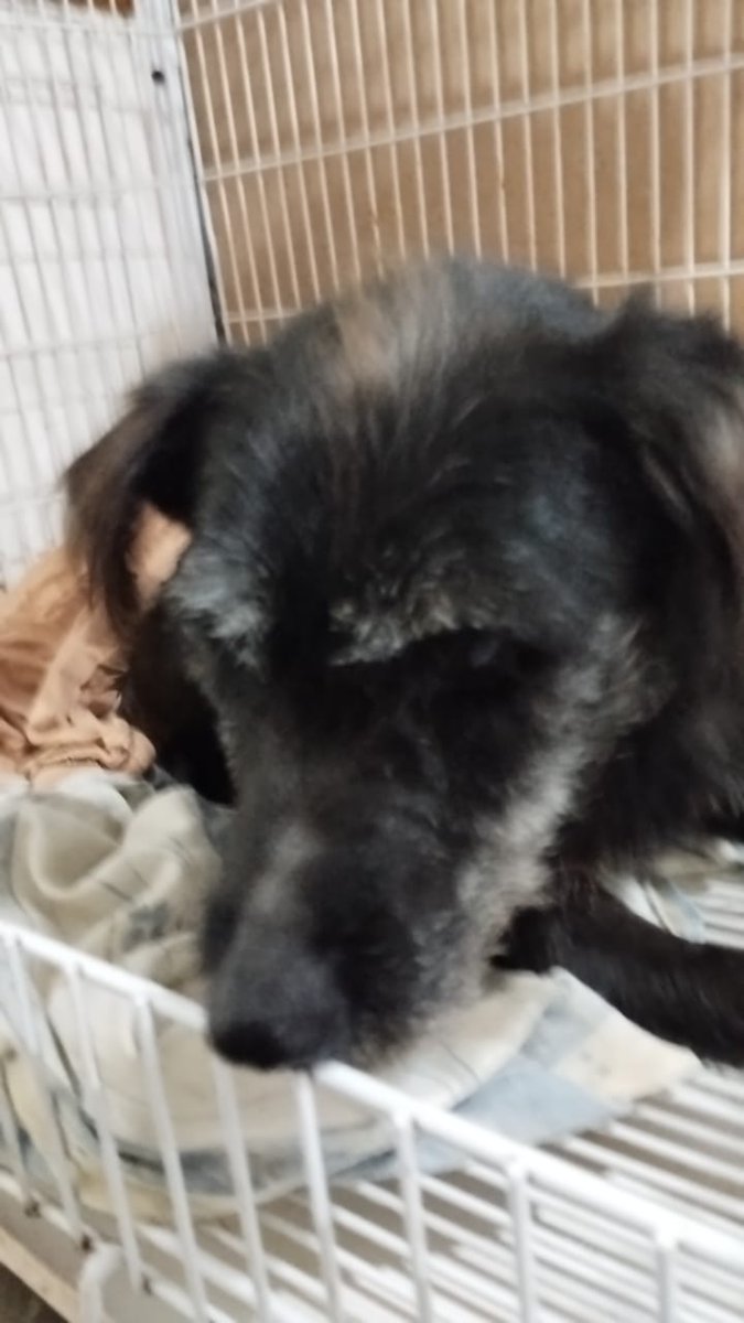 refugioenalerta tweet media