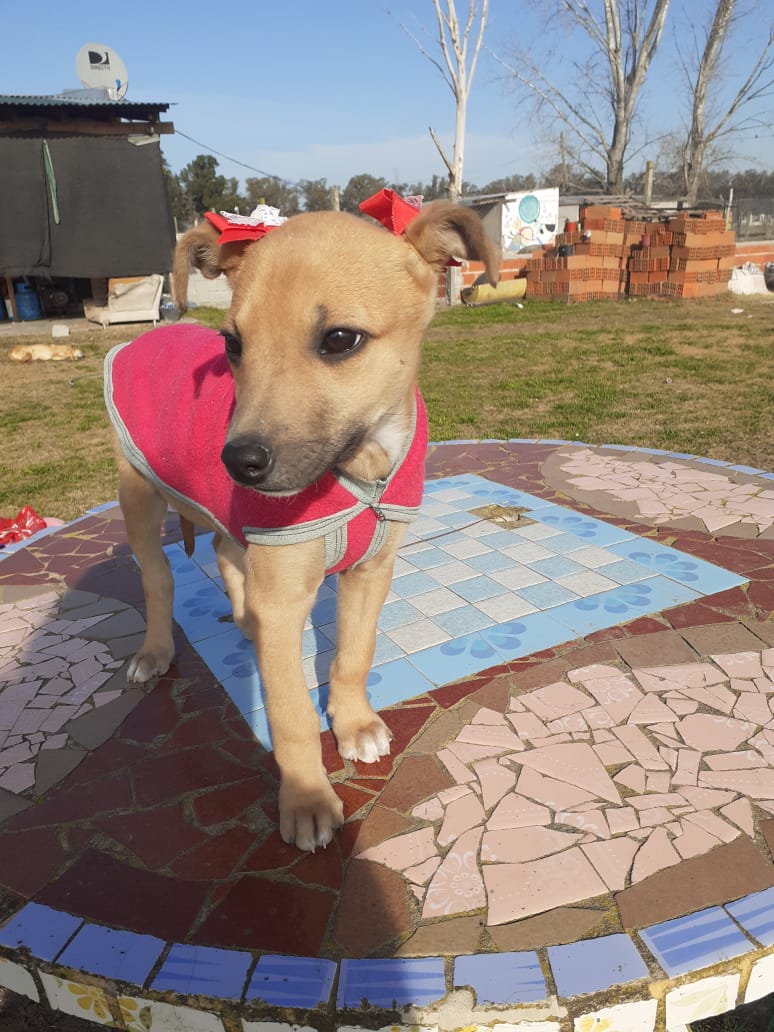 refugioenalerta tweet media