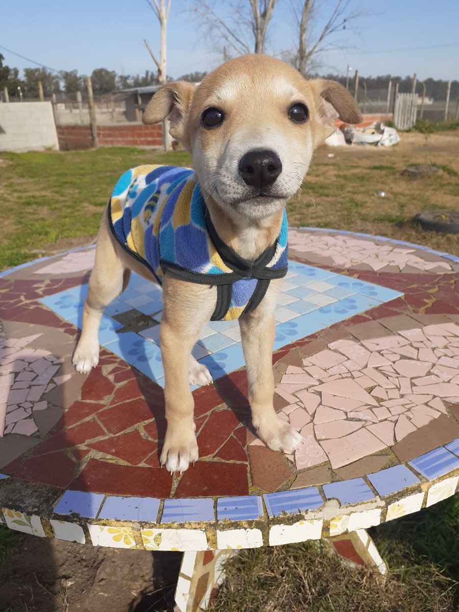 refugioenalerta tweet media