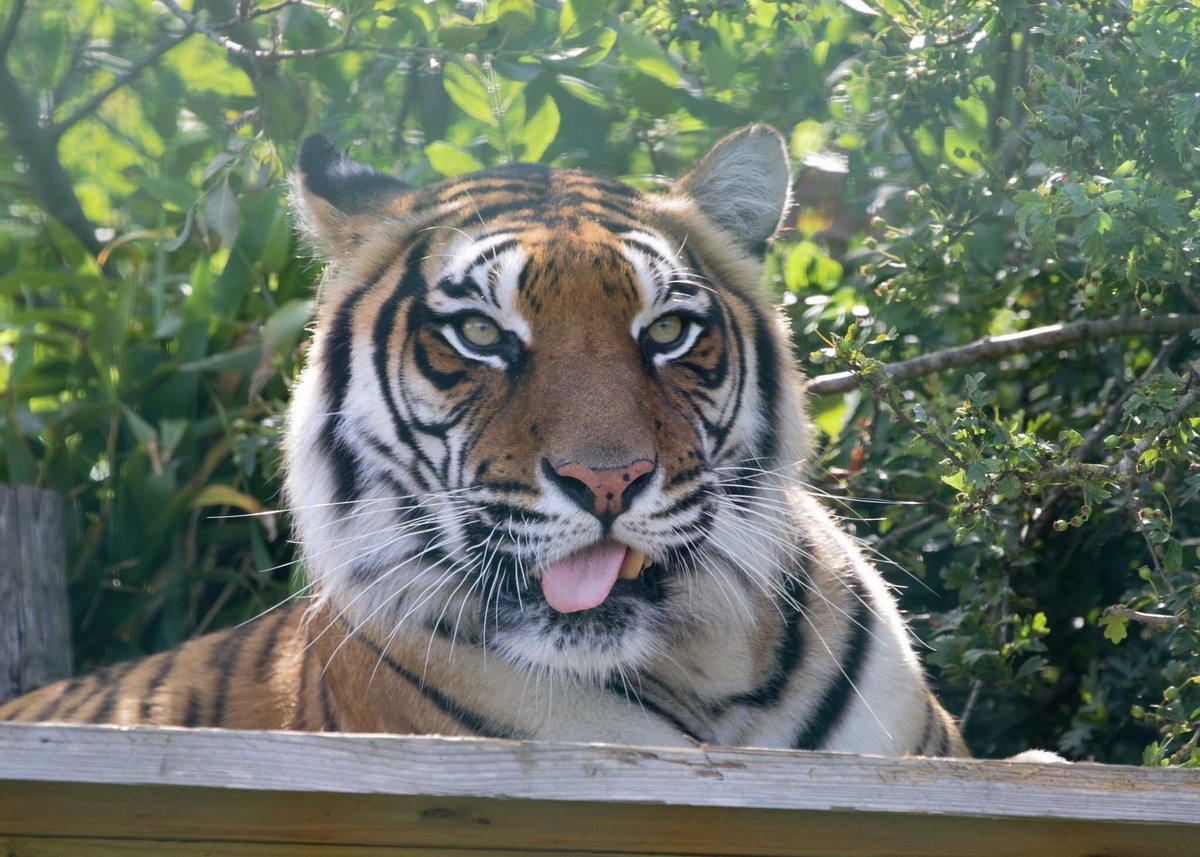 squirrelnutter's tweet photo. Lovely to see Softi settling into her forever home @WildheartTrust sanctuary in Sandown. #Sanctuary #rescue #tigers #bigcats @isleofwightuk https://t.co/KguemeEP7u
