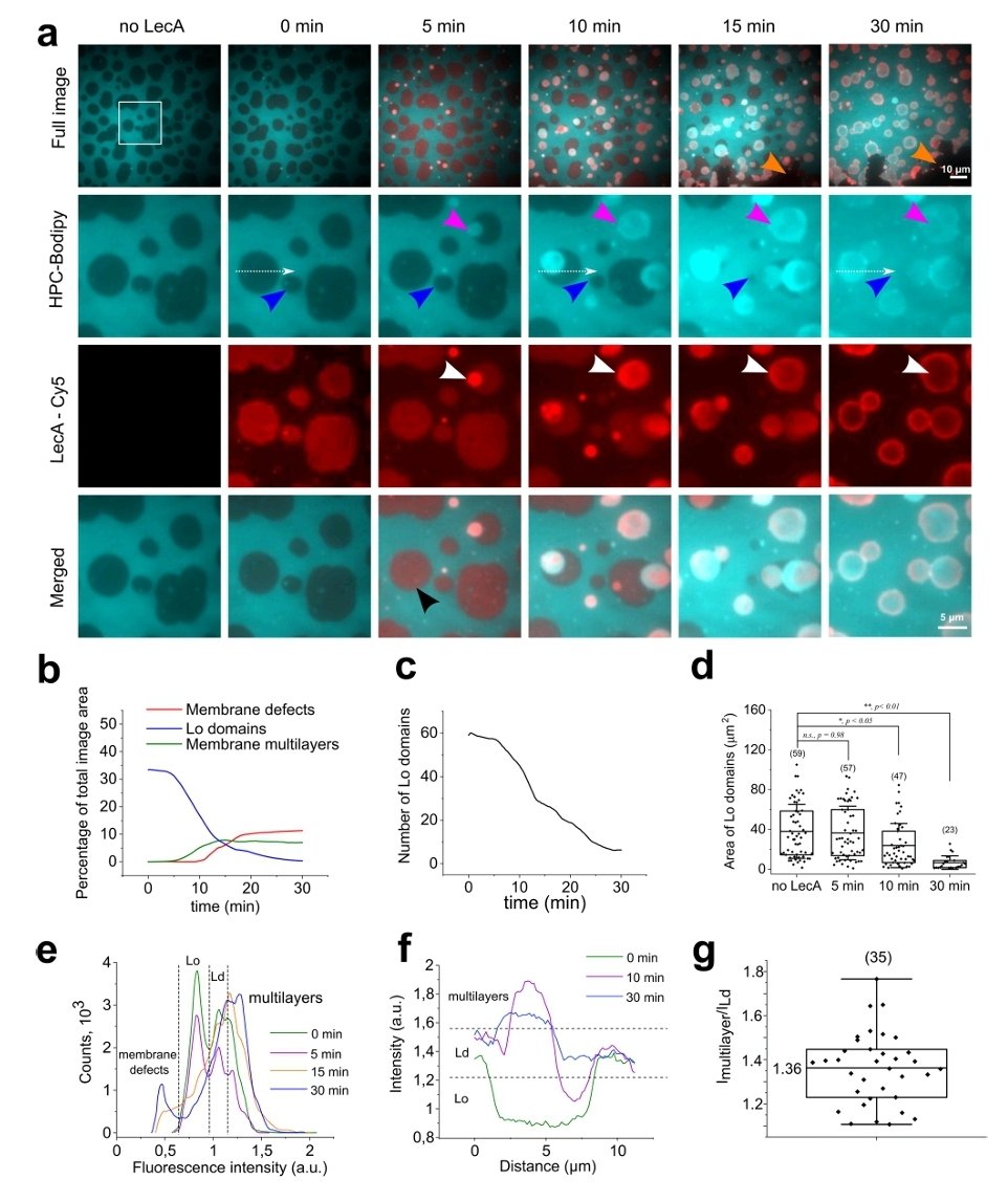 AsAshraf123321's tweet photo. #glycotime
#lectins

By @SychTaras @omidvar_r+others 
"Our results link the membrane reorganization triggered by LecA with the P. aeruginosa infections in host cells"!

https://t.co/1stBoOU79R https://t.co/GlvFtCJZji