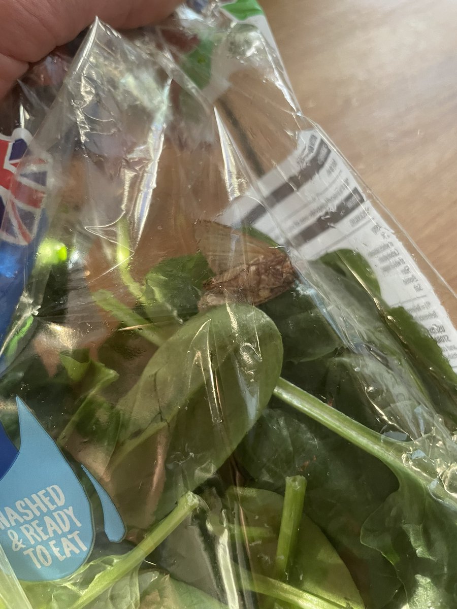 di_cosmo's tweet photo. @AldiUK I didn’t really want the moth flapping around in the bag of spinach I was half way through … https://t.co/QO4G7uhEKz