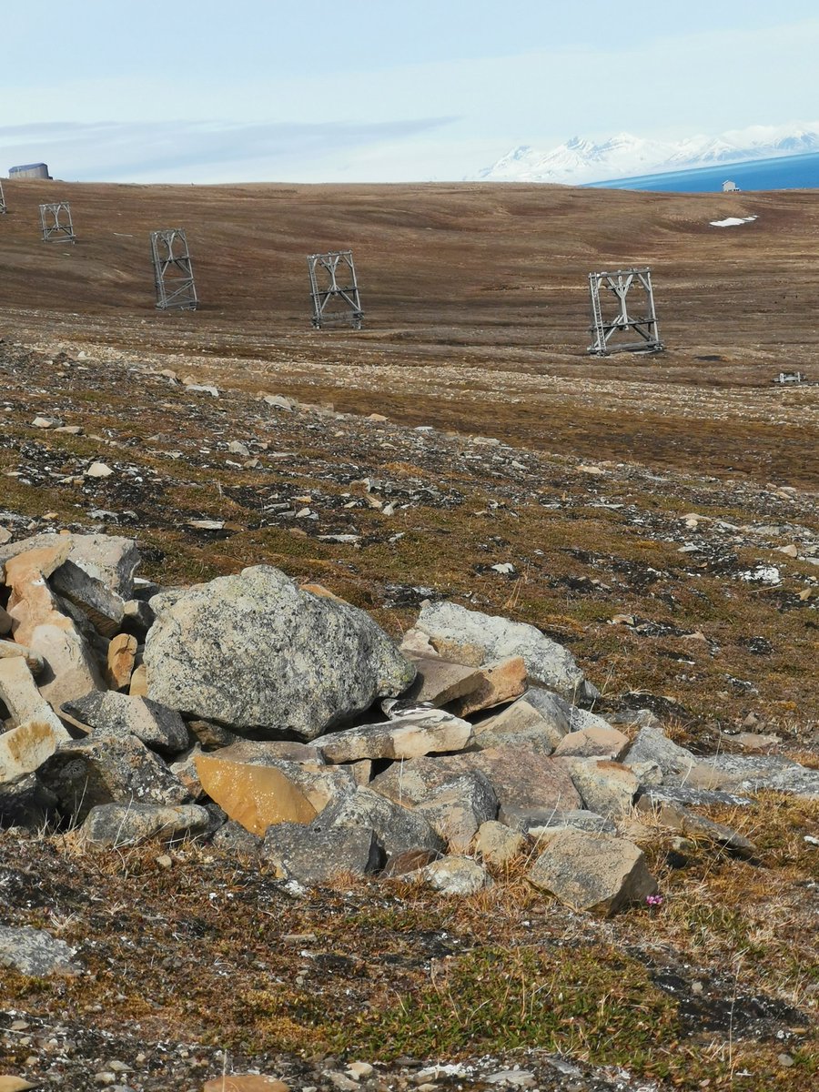 Monitored nests are found on cable way towers previously used for coal transportation, by other human-made constructions, as well as in rocky terrain. As long as they have a roof they can breed there.

<a href="/NINAnature/">NINAnature</a> @ntnu <a href="/UNISvalbard/">UNIS</a>

#snowbunting #svalbard #conservation #bird