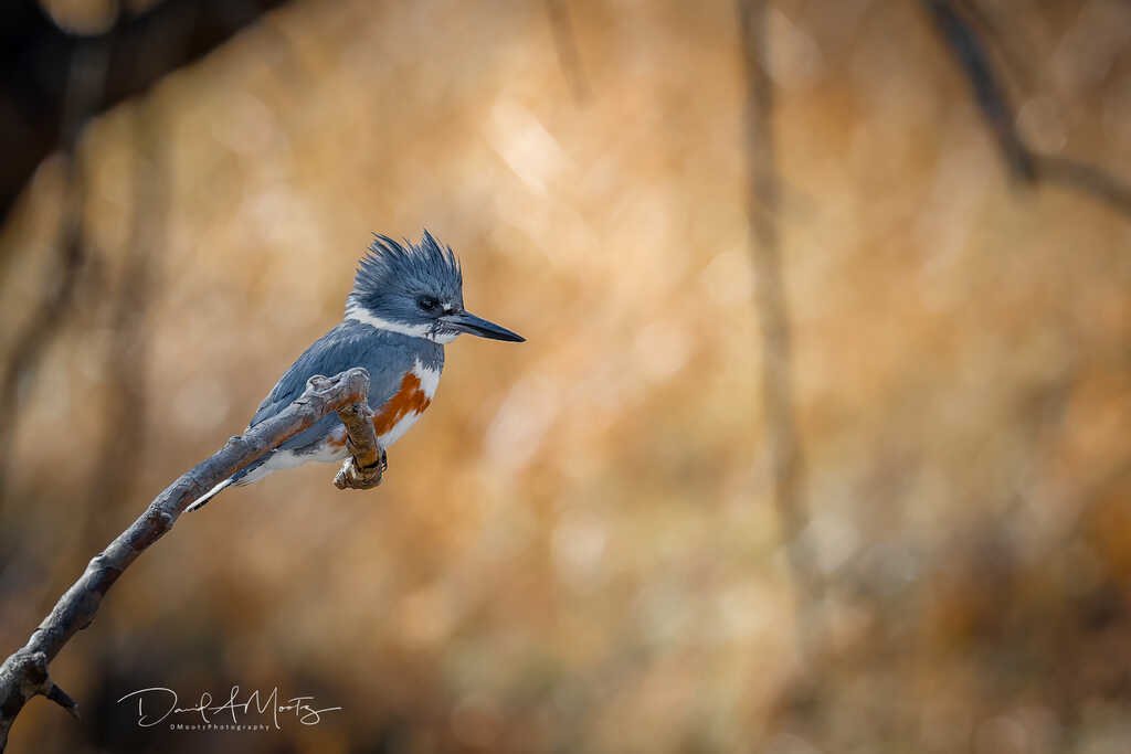 Belted kingfisher - taken in Olathe, KS