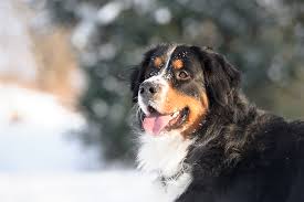 ForOurDogs's tweet image. 👪🐶 Integrate your dog into your family seamlessly with helpful strategies! Create a harmonious household and build strong bonds. Check out the guide: bit.ly/forourdogs ❤️🐾 #FamilyDog #DogGuide