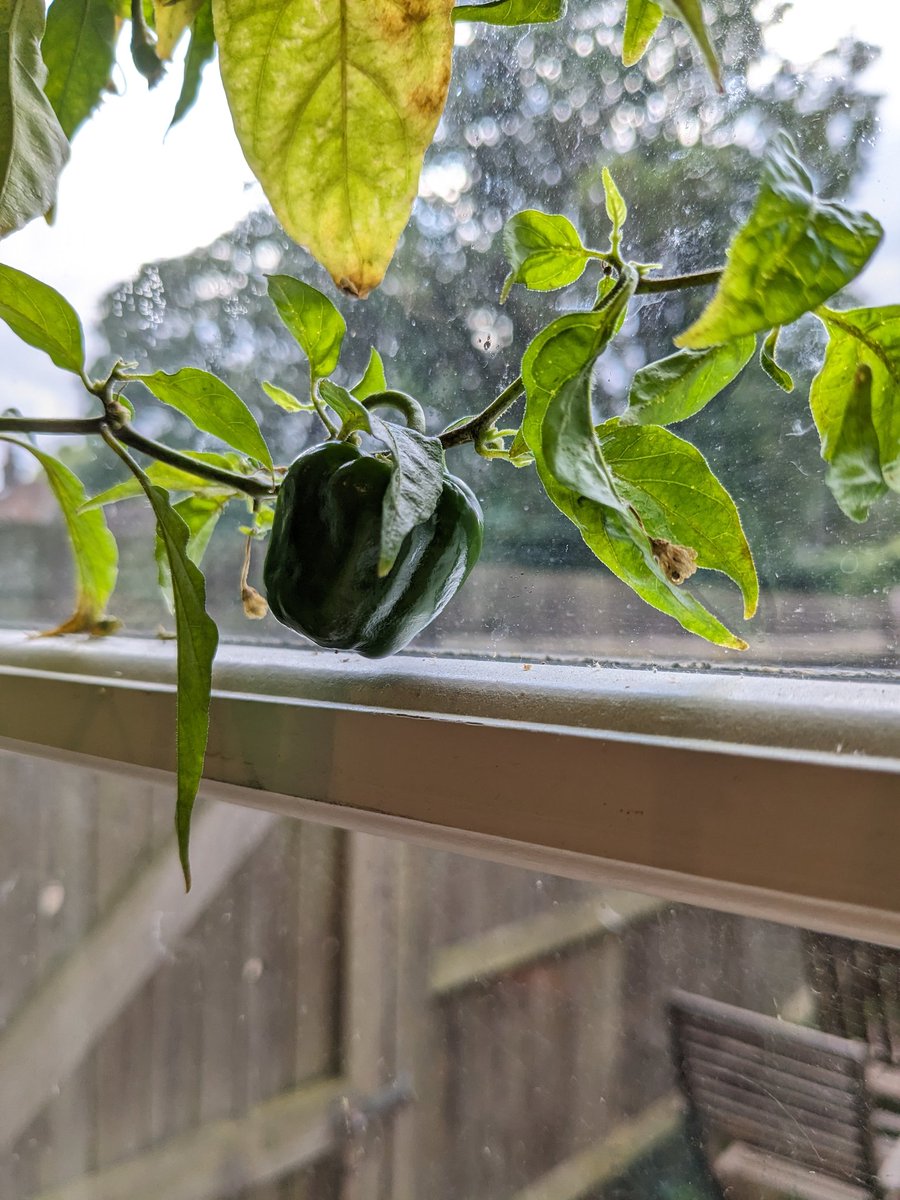 djspuddy's tweet photo. #pepperwatch the plants have not been enjoying the heat at all. Lots of more small peppers being harvested but there's a few big ones coming through now. https://t.co/2DZIJpSH4A