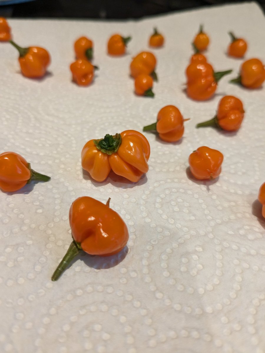 djspuddy's tweet photo. #pepperwatch the plants have not been enjoying the heat at all. Lots of more small peppers being harvested but there's a few big ones coming through now. https://t.co/2DZIJpSH4A