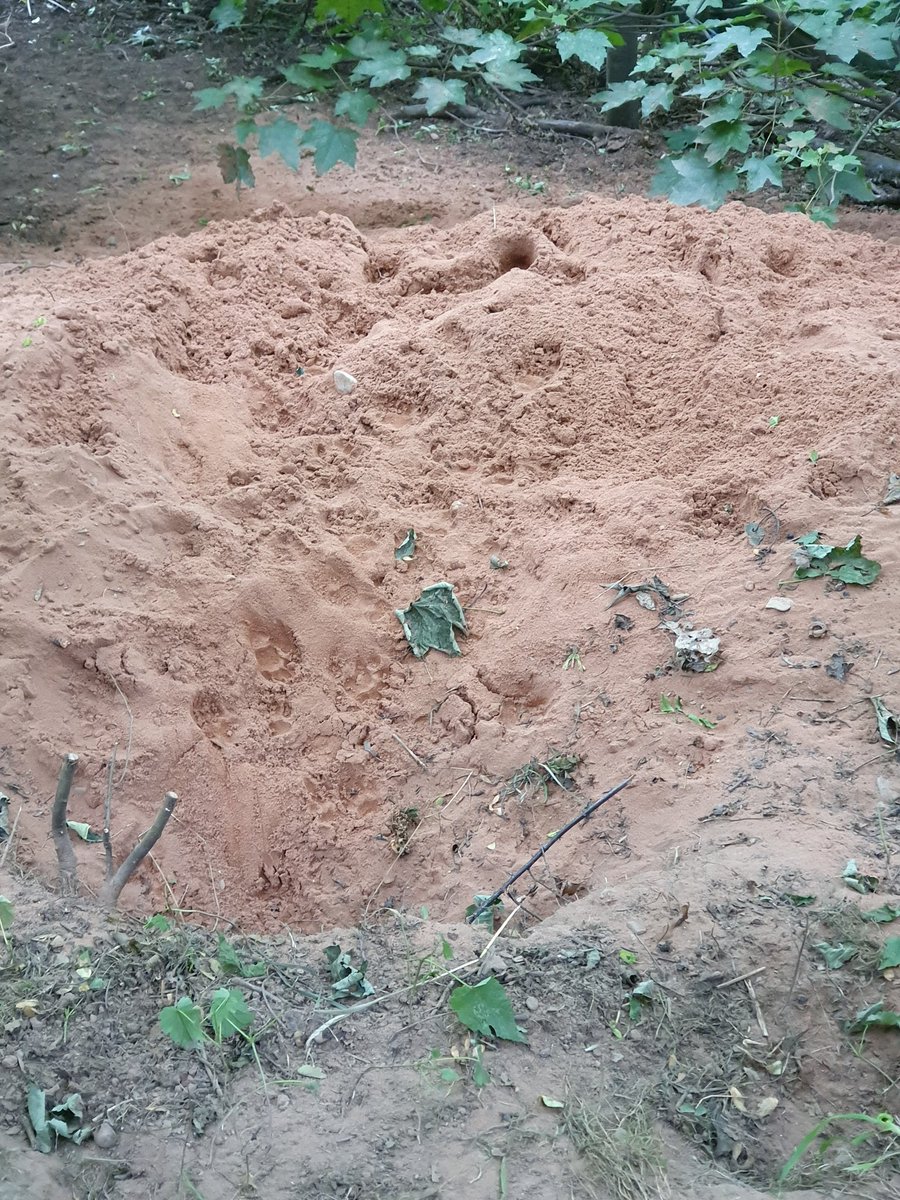 StokeAnimal's tweet photo. A STAR member attended a brilliant course today hosted by @pearceenviro - learning all about how to survey badger setts &amp; identifying active &amp; non-active entrances with practical field work. A great day of learning about our 🦡 friends 💚
A few places avail for next intake https://t.co/lsiUZhDoO3