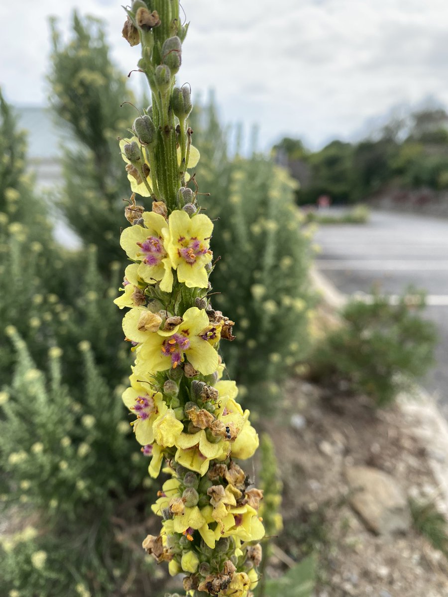 Verbascum something-or-other (possibly nigrum) in a car park at Portscatho. #CarParkBotany #WildflowerHour