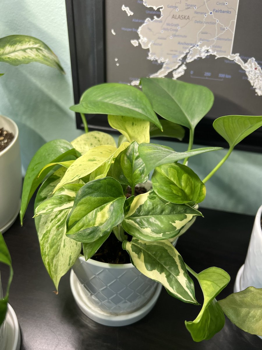 Repotted some plants today. There are four different types of pothos in this one. 🥰🌿