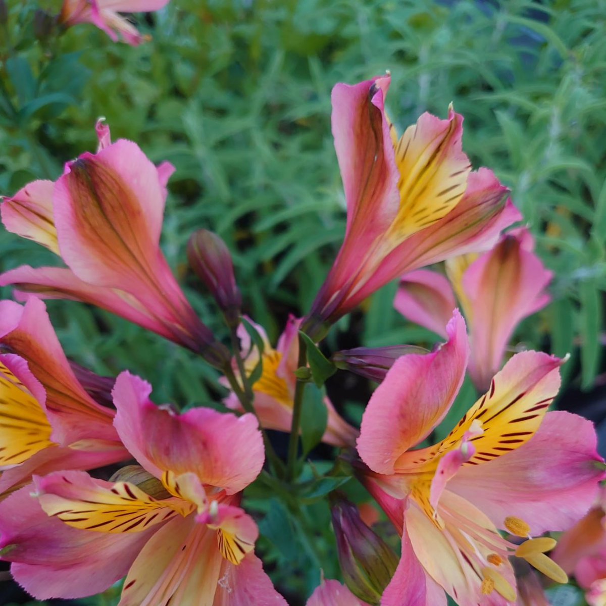 July offer! Buy any 6 plants and get the lowest priced one for free.