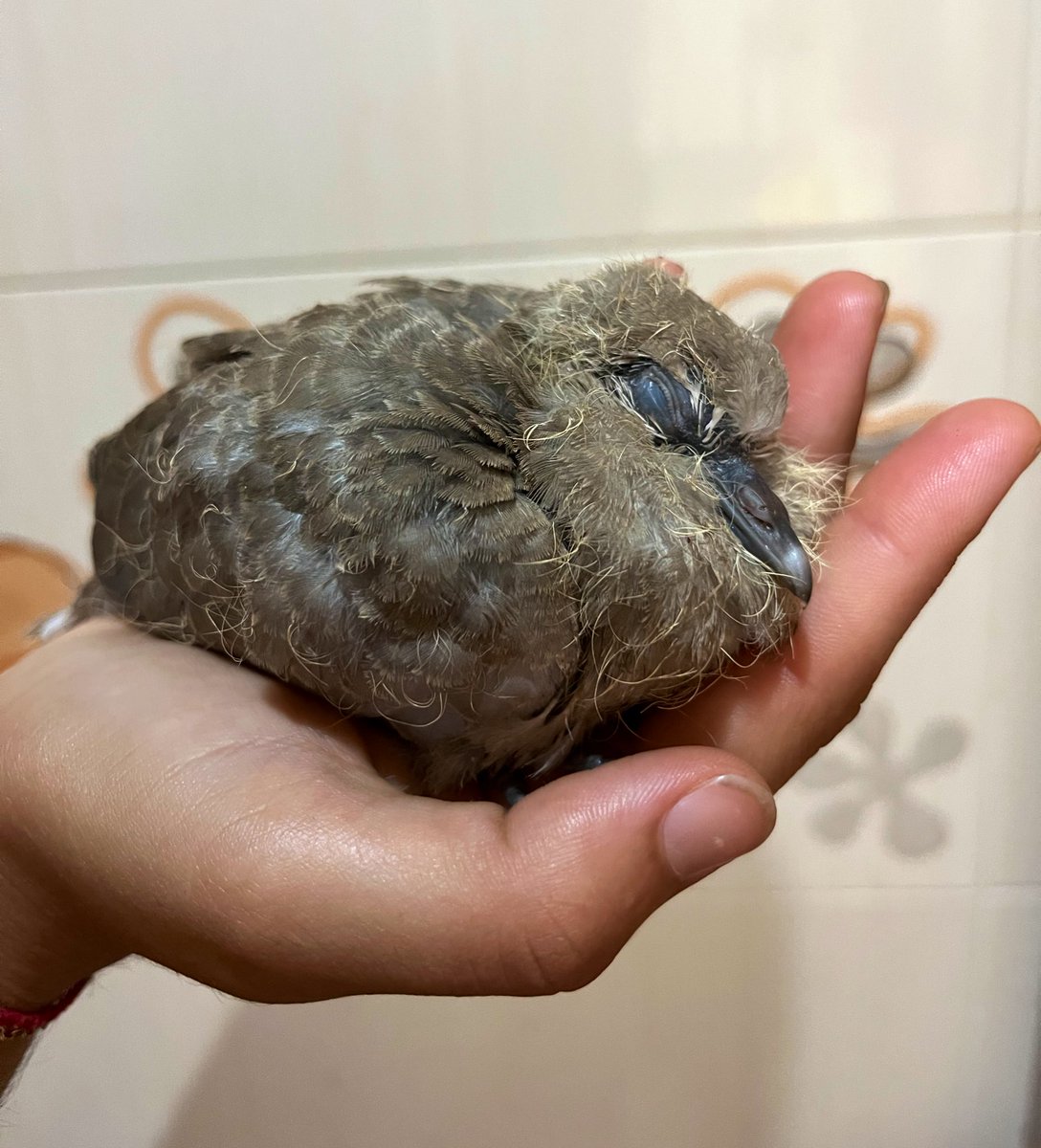 La historia del pollito moribundo ha dado pie a este tipo de mensajitos❤️ 
G R A C I A S  #rescue