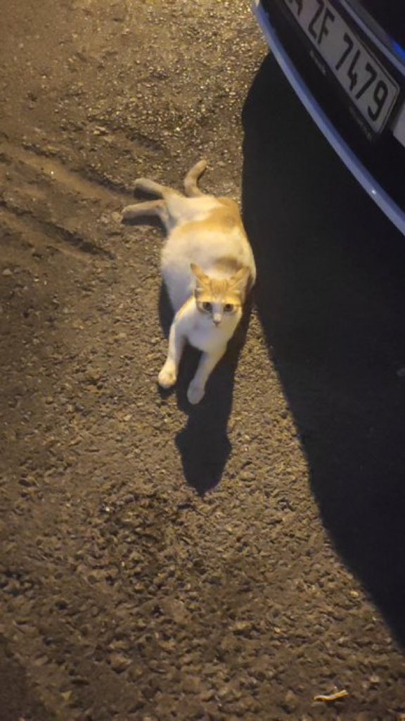 masum_gozler's tweet photo. İstanbul Gaziosmanpaşa Küçükköy ‘ karnı burnunda çocukların oyuncagı olmuş bir anne ‘ Geçen çocuklar doğuruyor diye bagiriyorrmuş ‘ var mı bu anneye yardım edecek birisi ‘ bağı bahçesi olan ‘doğurması için yer ayarlayabilen ‘

@arslan_songul https://t.co/DATOR3g8FD