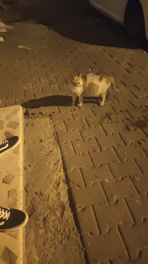 masum_gozler's tweet photo. İstanbul Gaziosmanpaşa Küçükköy ‘ karnı burnunda çocukların oyuncagı olmuş bir anne ‘ Geçen çocuklar doğuruyor diye bagiriyorrmuş ‘ var mı bu anneye yardım edecek birisi ‘ bağı bahçesi olan ‘doğurması için yer ayarlayabilen ‘

@arslan_songul https://t.co/DATOR3g8FD