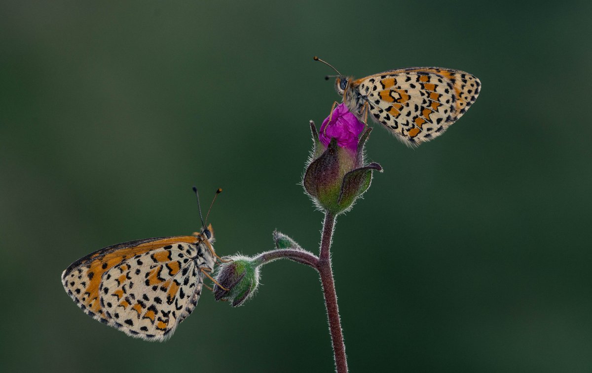 Güzel İparhan 
#kelebek #dubara #nikon #sigma #makro #turuncu