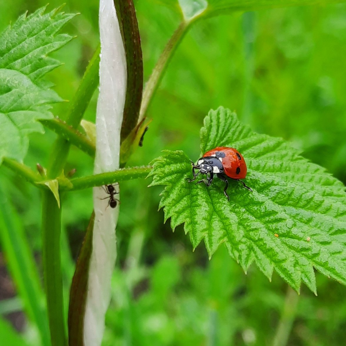 BrouwerijStijl's tweet photo. We houden van lieveheersbeestjes in de Stijl Hoptuin!
Ze eten bladluizen en zorgen voor mooie kleurtjes tussen de groene bladeren.
#hoptuin #biodiversiteit #agroforestry #utopiaeiland @weerwoud #Almere #ally #hop #bier #lieveheersbeestje https://t.co/bUCk2rTnLs