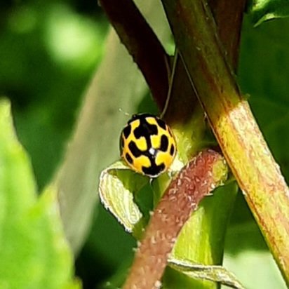 BrouwerijStijl's tweet photo. We houden van lieveheersbeestjes in de Stijl Hoptuin!
Ze eten bladluizen en zorgen voor mooie kleurtjes tussen de groene bladeren.
#hoptuin #biodiversiteit #agroforestry #utopiaeiland @weerwoud #Almere #ally #hop #bier #lieveheersbeestje https://t.co/bUCk2rTnLs