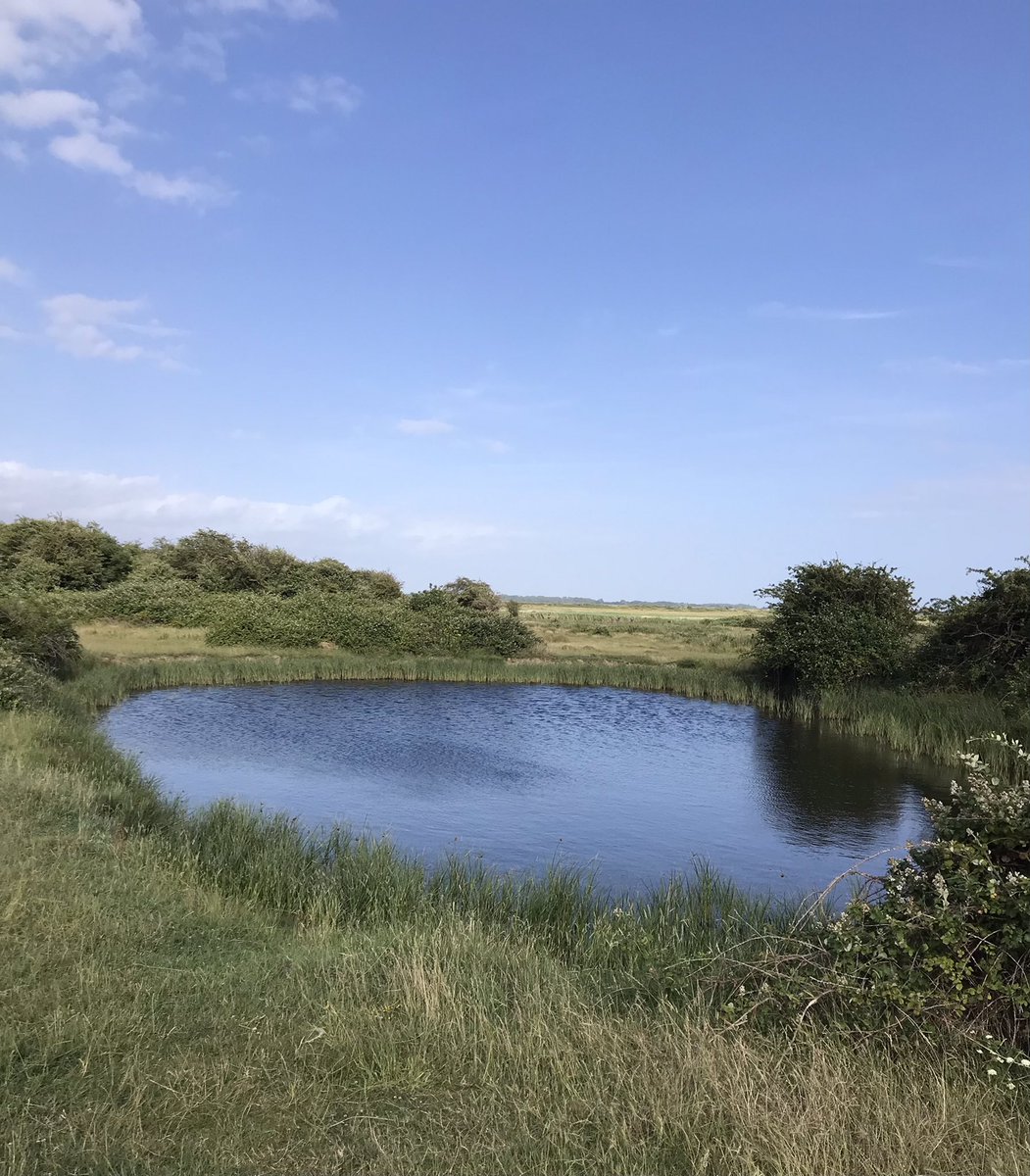Taking in the sights with a clear head and no unnecessary “pondering” Farlington marshes <a href="/PompeyBloggers/">Portsmouth Bloggers ⚓️</a> <a href="/SlowWaysUK/">Slow Ways</a>