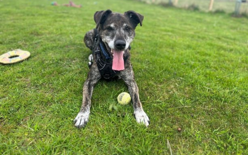 AdoptionsUk's tweet photo. Please retweet to help Loki find a home #ABERDEENSHIRE #SCOTLAND #UK 
Loveable Labrador Cross aged 12-13. He can live with older teens, needs to be the only pet. He enjoys quite walks and cuddles. Older dogs are often over looked, please share.
DETAILS 
https://t.co/zZyyJ1T2WO… https://t.co/KuMrNB4D09