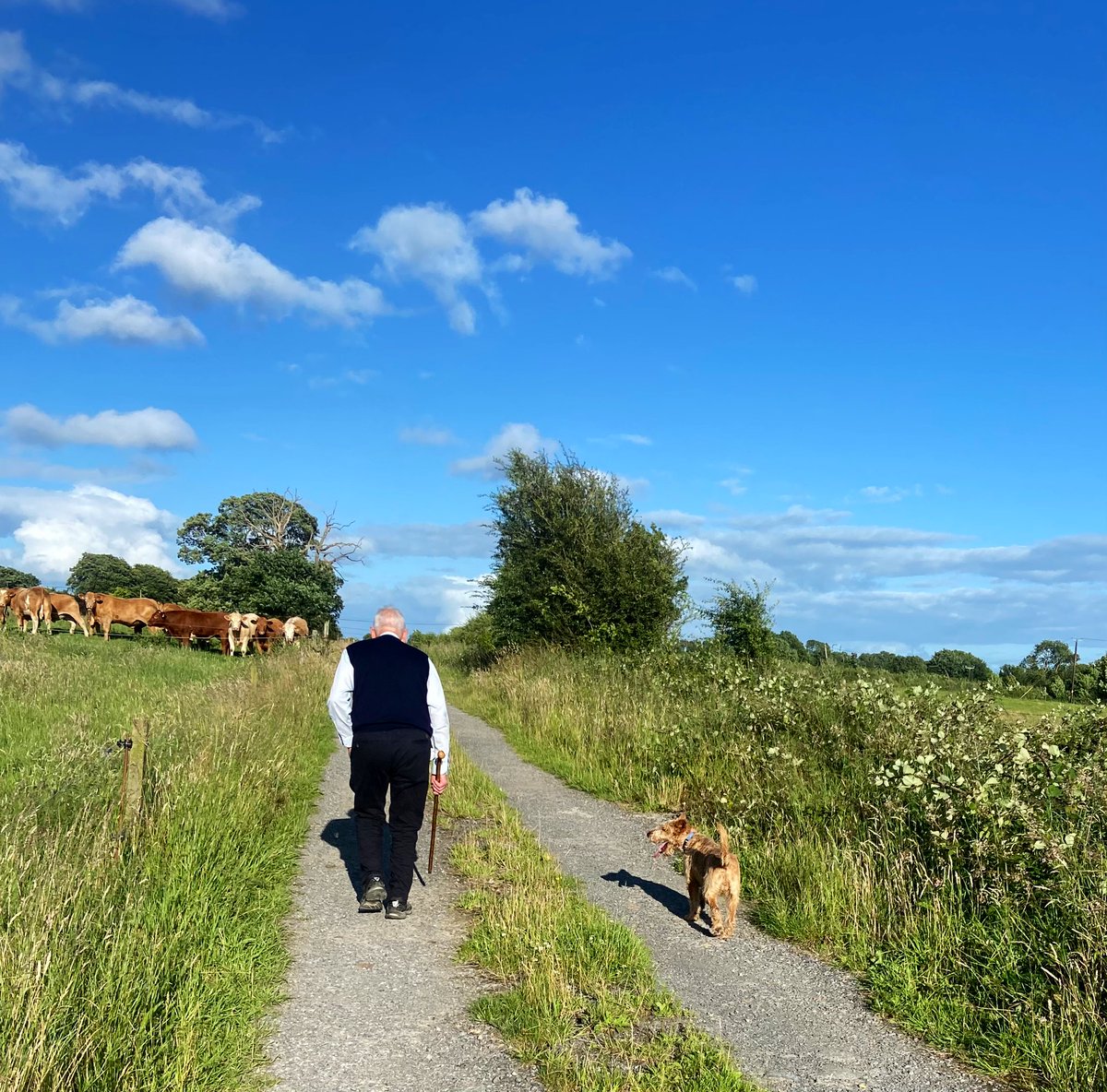 freda_hatton's tweet photo. Dlúthchairde 🥰 🐾
#Daid #Daideo #Léaró #IrishTerrier https://t.co/K3KoAZBD5e