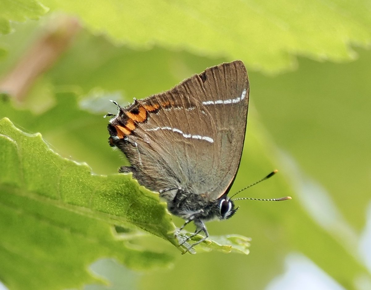 Ray O'Reilly (@oreillyreilly2) on Twitter photo White-letter Hairstreak at Northward Hill NR, Kent today favouring the Elm saplings. <a href="/griffiths_lyn/">Lyn Griffiths</a> <a href="/KeithCutting/">keith cutting</a> White-letter Hairstreak at Northward Hill NR, Kent today favouring the Elm saplings. <a href="/griffiths_lyn/">Lyn Griffiths</a> <a href="/KeithCutting/">keith cutting</a>