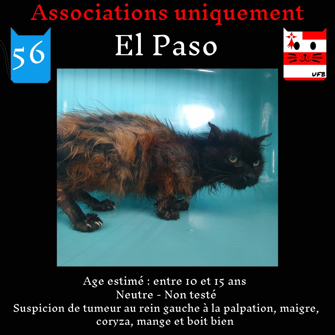 justineducern's tweet photo. 1/2 El PASO, ETATS et ELEANOR
nos trois vieux loulous ne vont pas bien du tout,
Nous devons les sortir de fourrière dès que possible afin qu'ils puissent voir un véto rapidement
Nous avons contacté pour eux en SOS nos assos partenaires. https://t.co/Q5ZqP28EHk