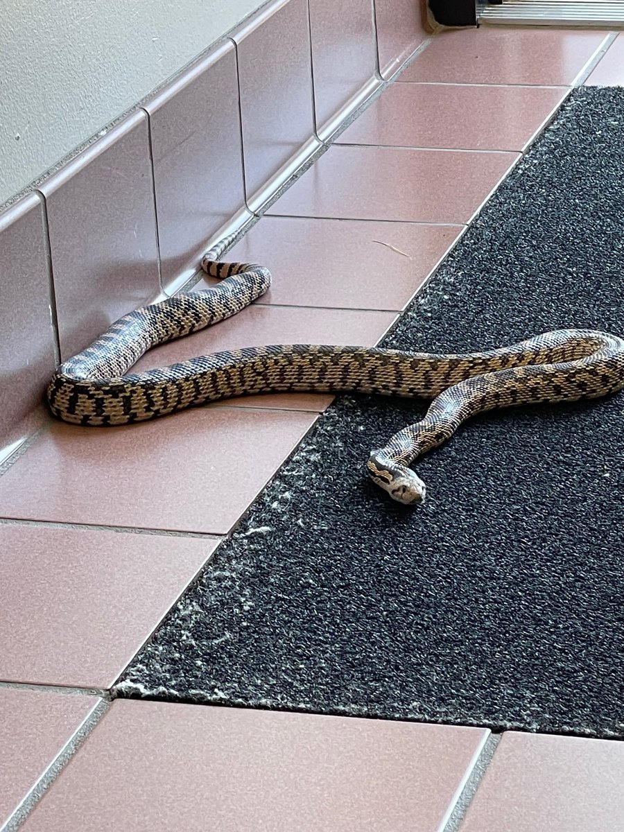 NWSBoise's tweet photo. A large snake sneaked into our office today and freaked us out!  We relaxed once we identified it as a Gopher Snake and figured it was just seeking shelter from the heat.  We opened the door and asked it to leave. We then measured it and found it to be 45 inches long! #heatsafety https://t.co/KRSAjdGkCI