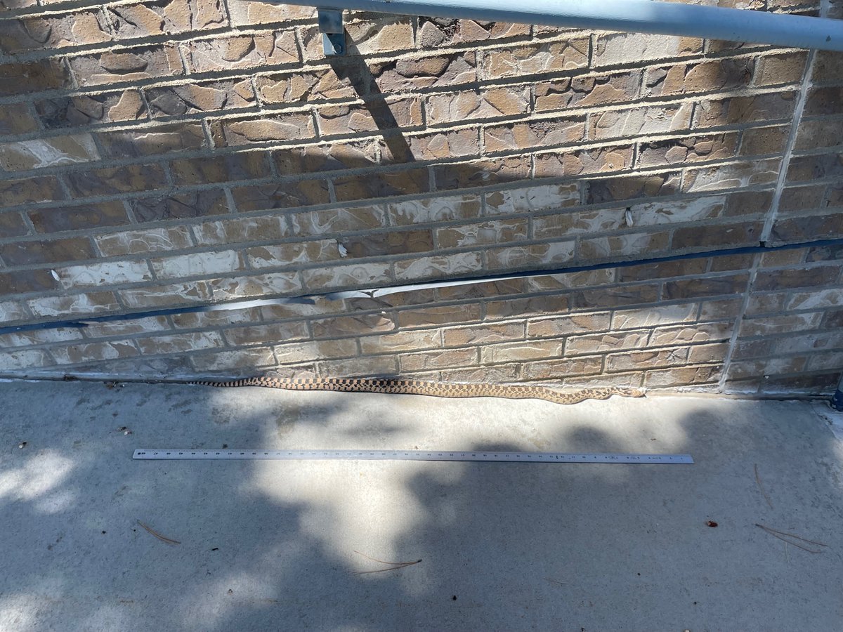 NWSBoise's tweet photo. A large snake sneaked into our office today and freaked us out!  We relaxed once we identified it as a Gopher Snake and figured it was just seeking shelter from the heat.  We opened the door and asked it to leave. We then measured it and found it to be 45 inches long! #heatsafety https://t.co/KRSAjdGkCI