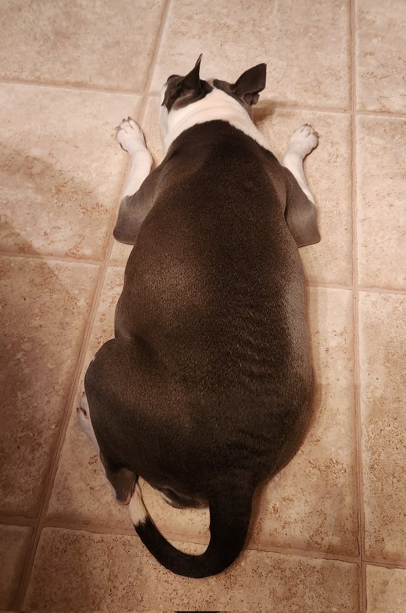 VoxDocVoxDei's tweet image. My #ThunderBuddy has melted into the floor and is requesting that I move somewhere a little more comfy so that she might protect me there.